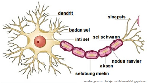 sistem saraf, sel saraf,