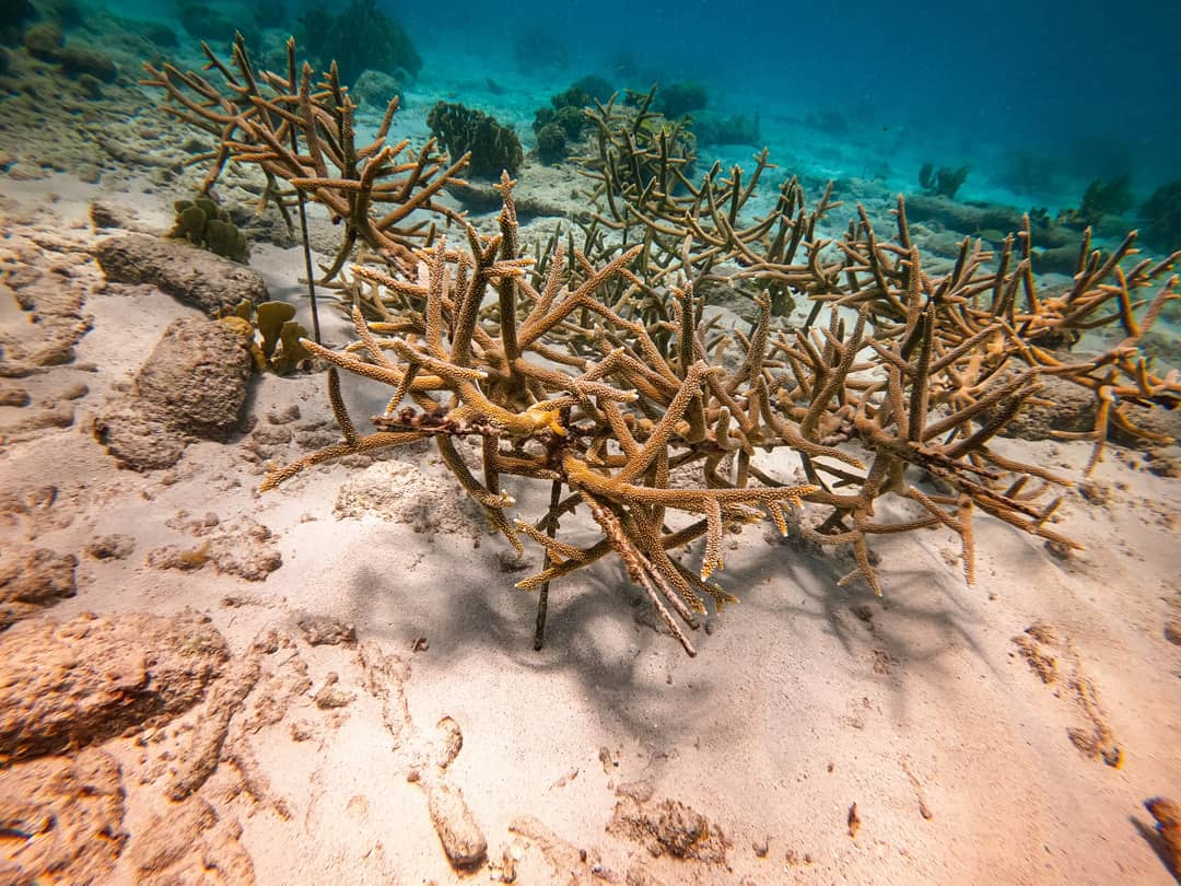 Corals Conservation