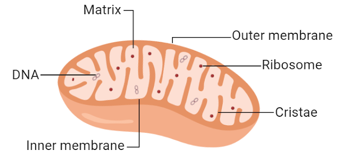 Mitochondria Structure and Function with Diagram