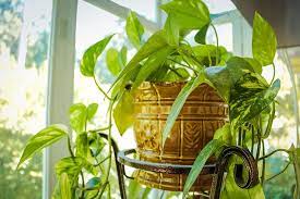 Best indoor plants for health Best indoor plants for health