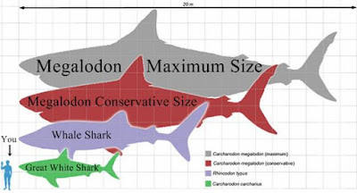 Lo squalo Megalodon è ancora là fuori?