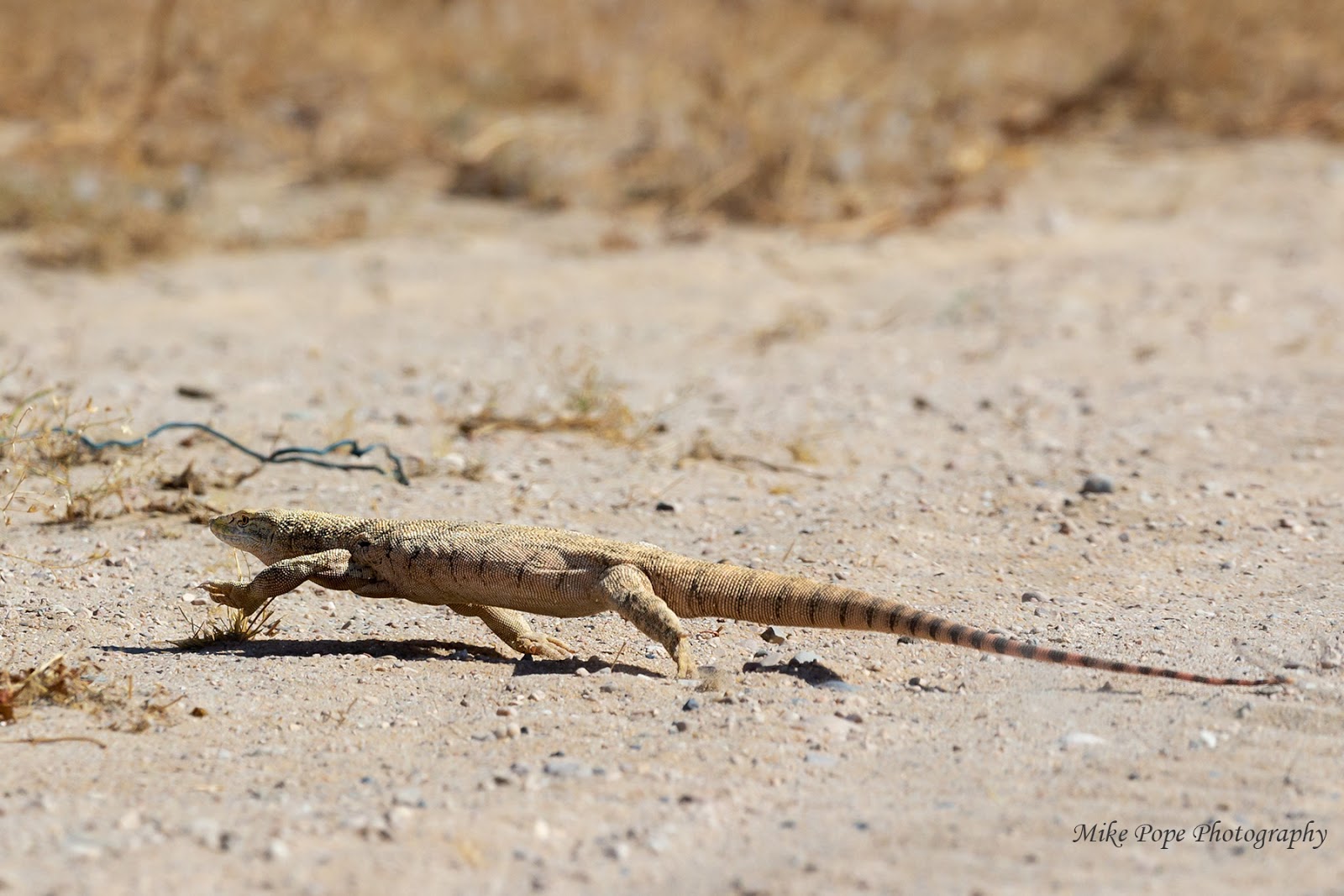 песчаный варан