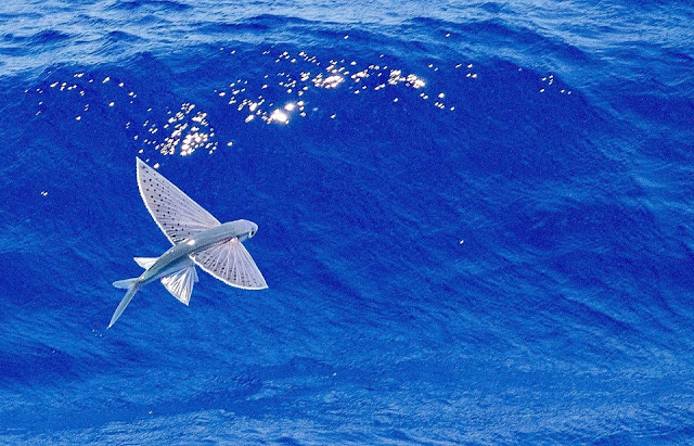 Flying Fish Animals Besides Birds That Can Also Fly