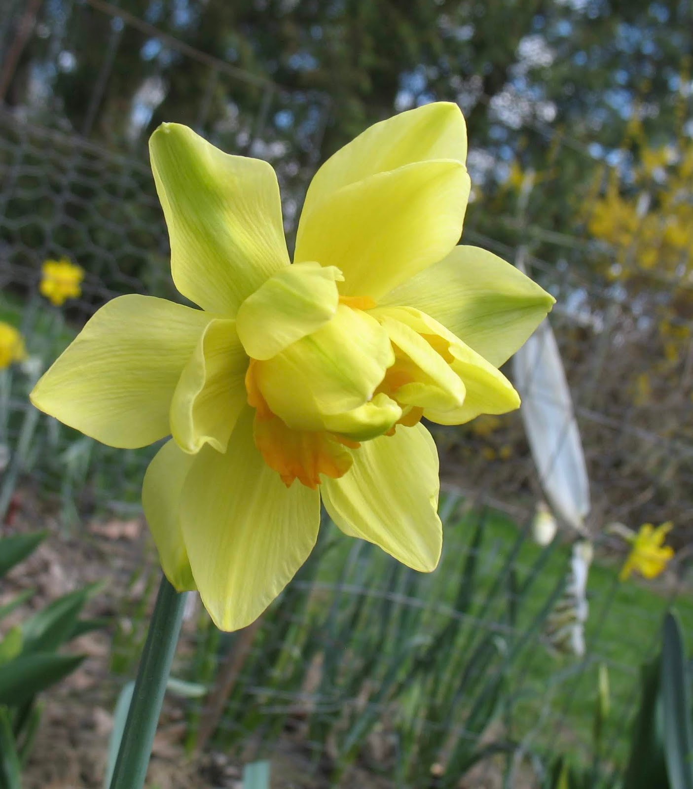muddleaged: Daffodils 2020