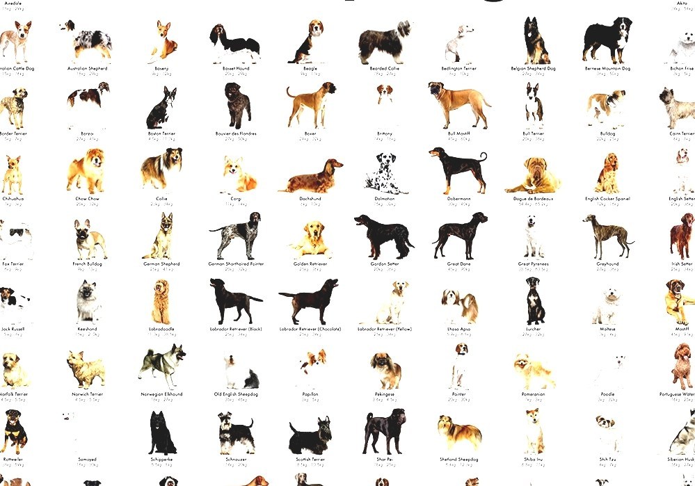 List Of Dog Breeds - Dog Breed Chart