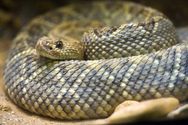 Los Valles Centrales de Oaxaca: Ubicación, Flora y Fauna