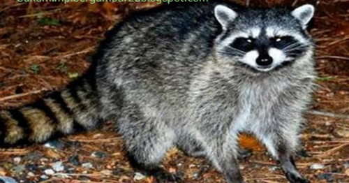 Angka Mimpi Musang 2d 3d 4d Bergambar Dalam Buku Mimpi Buku Mimpi Bergambar