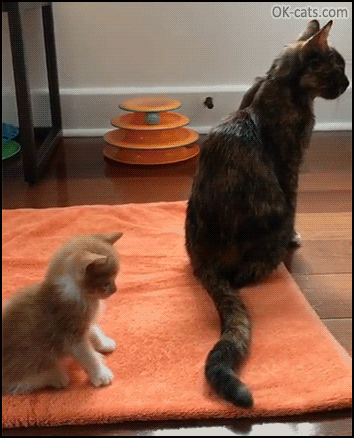 Funny Kitten GIF • Cute kitty playing with Mom's tail for first time. Best kitten toy ever [ok-cats.com]