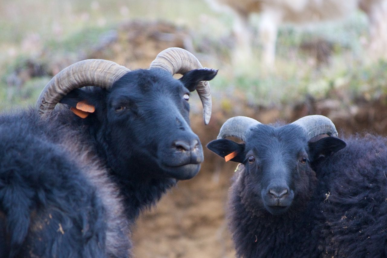 Ellie's Ancestors How Many Black Sheep Can One Branch Hold?