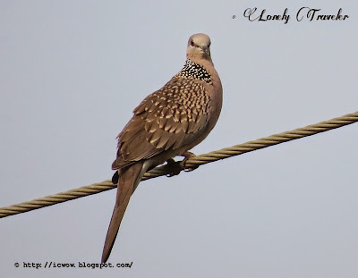 Spotted dove - Spilopelia chinensis