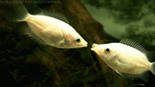 Peixe+beijador+-+Helostoma+temminckii.gif