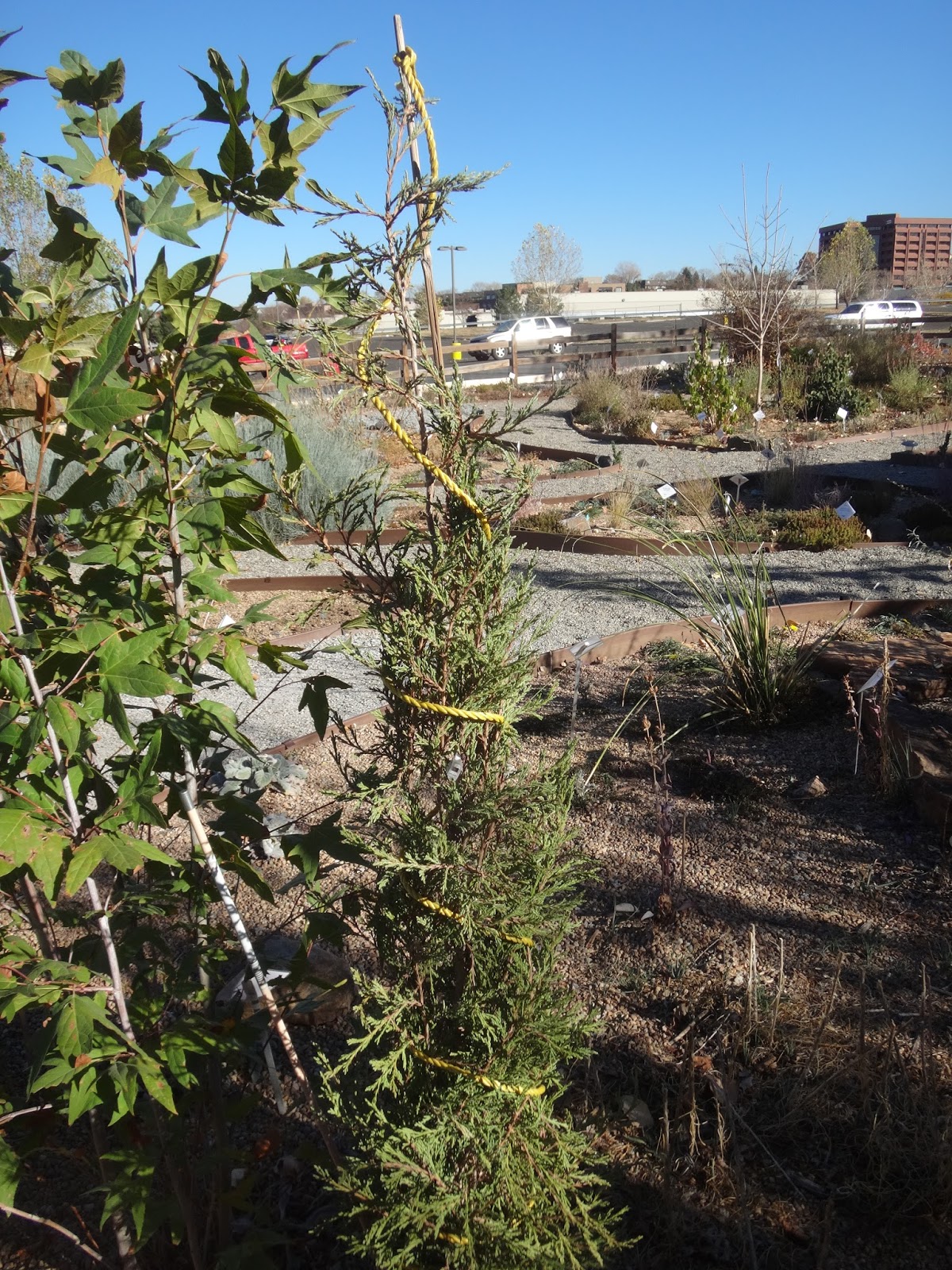 COHorts Keep ‘Em on the Up and Up Protecting Upright Evergreens from