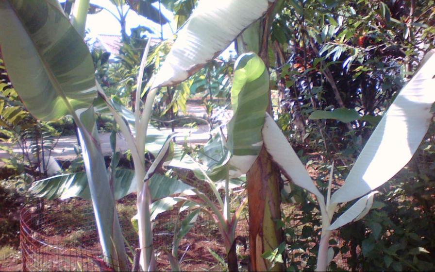 Rumpun Pisang Varigata ~ mung pujanarko