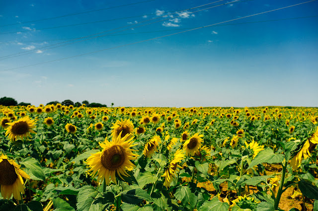 "Sunflower Field" by phdeoliveira00 is licensed under CC BY-ND 2.0