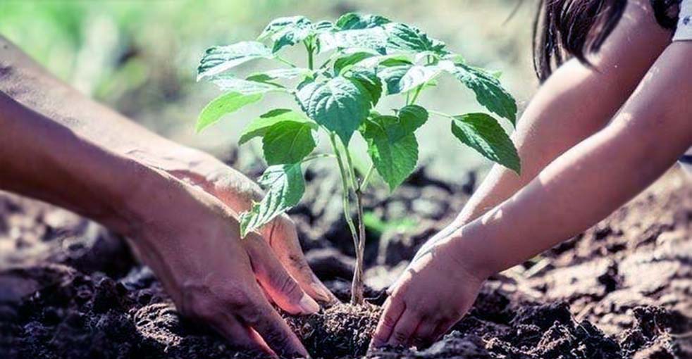 Write A Paragraph About Tree Plantation