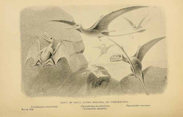 Группа малых летающих драконов, или птеродактилей (Pterodactyloidea)