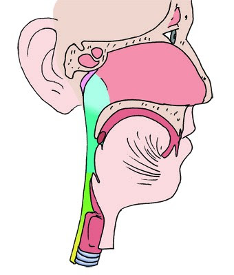 10+ Organ Pencernaan Sapi Yang Berfungsi Menyerap Sari-Sari Makanan Adalah Pictures