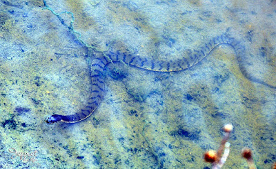 ular tanah (Calloselasma rhodostoma)