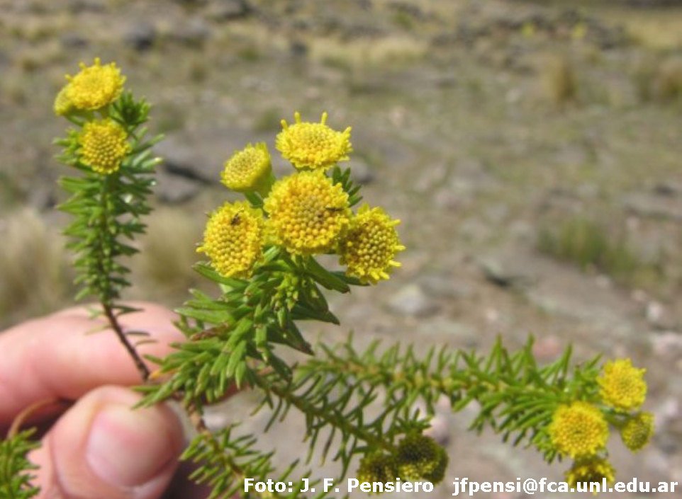 Argentina nativa Romerillo (Baccharis aliena)