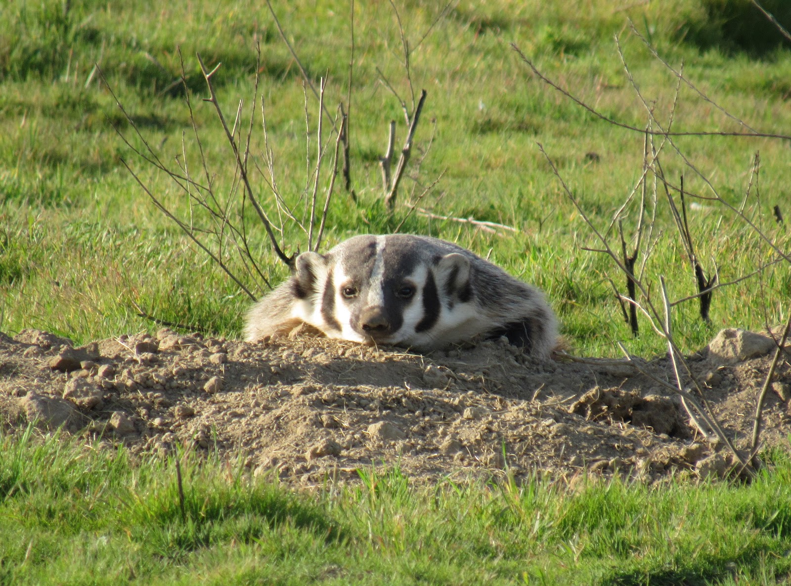 The American Badger: A Lesson In Respect