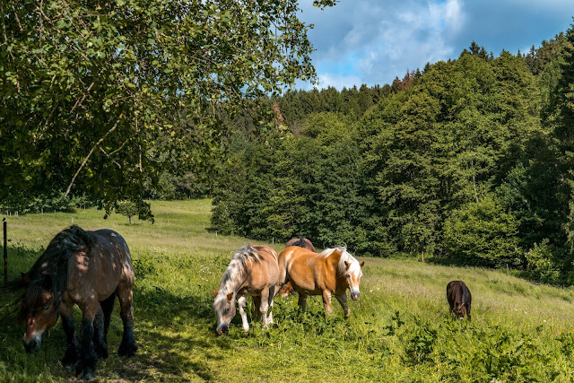 Erzquellweg - Mudersbach - Naturregion Sieg | Erlebnisweg Sieg | Natursteig-Sieg 05