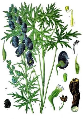 वत्सनाभ (वछनाभ) या मीठा विष एक औषधीय वनस्पति है-Vatsanabh or Indian Aconite or Blue Aconite is a toxic medicinal plant