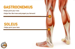 3 Exercises to Strengthen your Calf Muscles