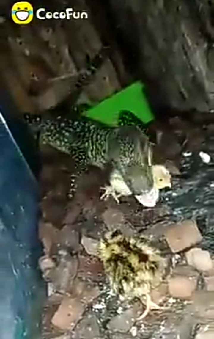 Selain Komodo Inilah Spesies Biawak Terbesar