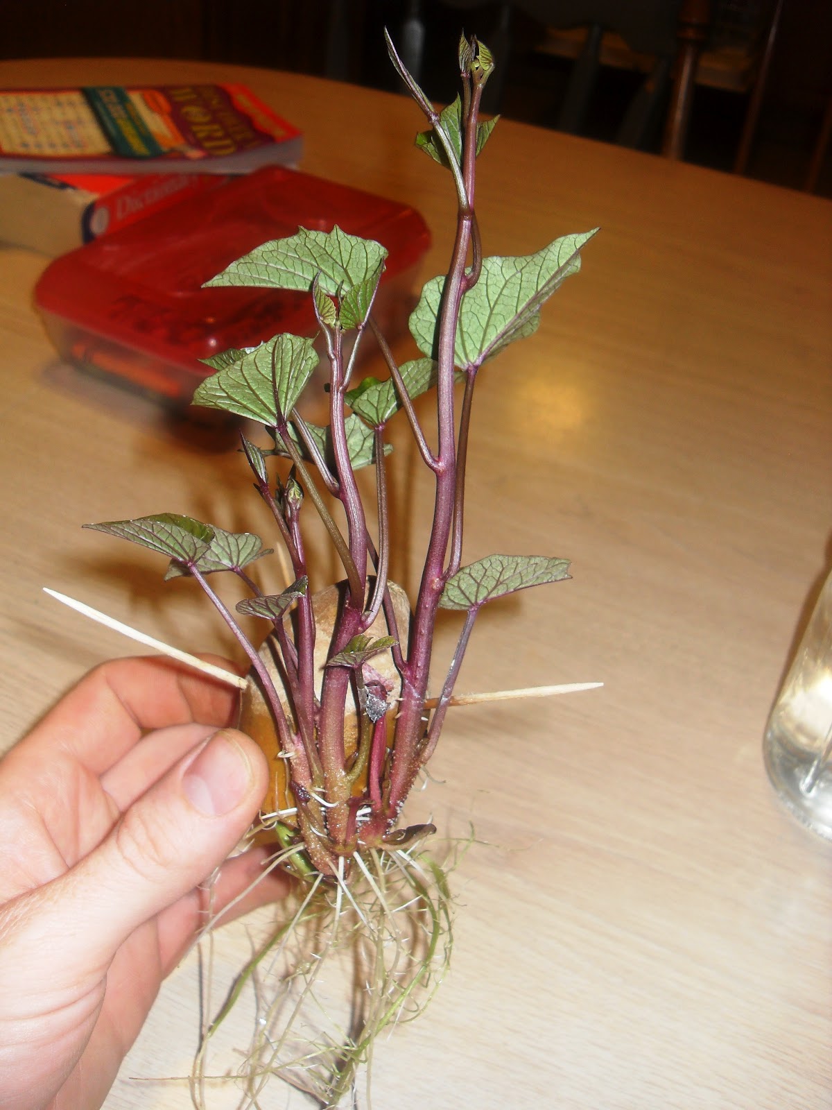 The Scientific Gardener 4/1/12 5/1/12