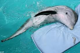 Winter the Dolphin Wallpapers & Pics | Fun Animals Wiki, Videos