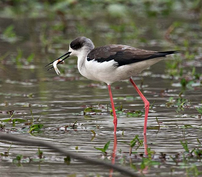Arunachala Birds Black Winged Stilt Pavilla Kallan Tamil