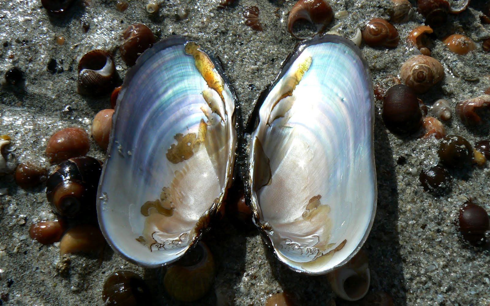 A Kilchoan Diary: Ardnamurchan's Fresh Water Mussels