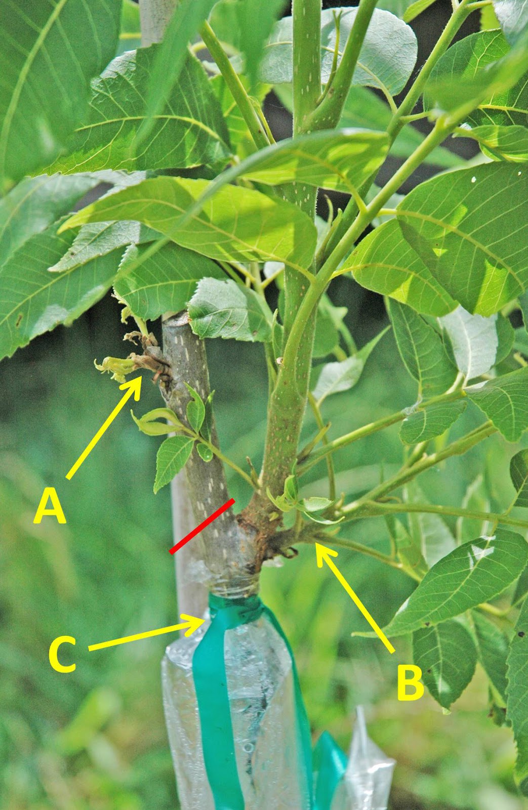 Northern Pecans Time for pecan graft maintenance