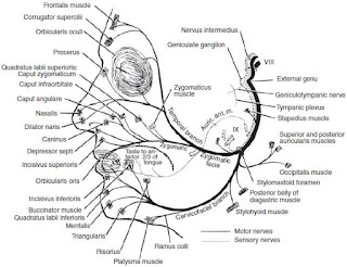 facial nerve anatomy