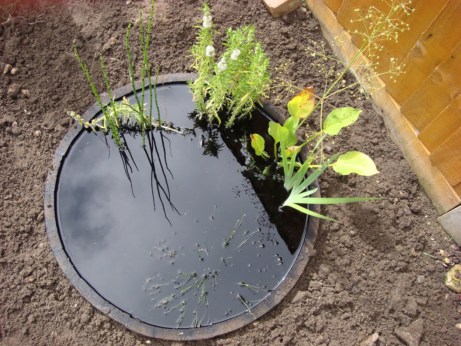 Veg patch from scratch How to make a wildlife barrel pond