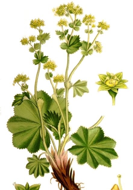 What Is In A Name: Lady's Mantle