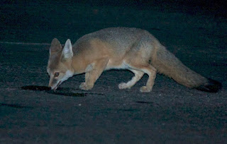 Animal drinking Anti-Freeze