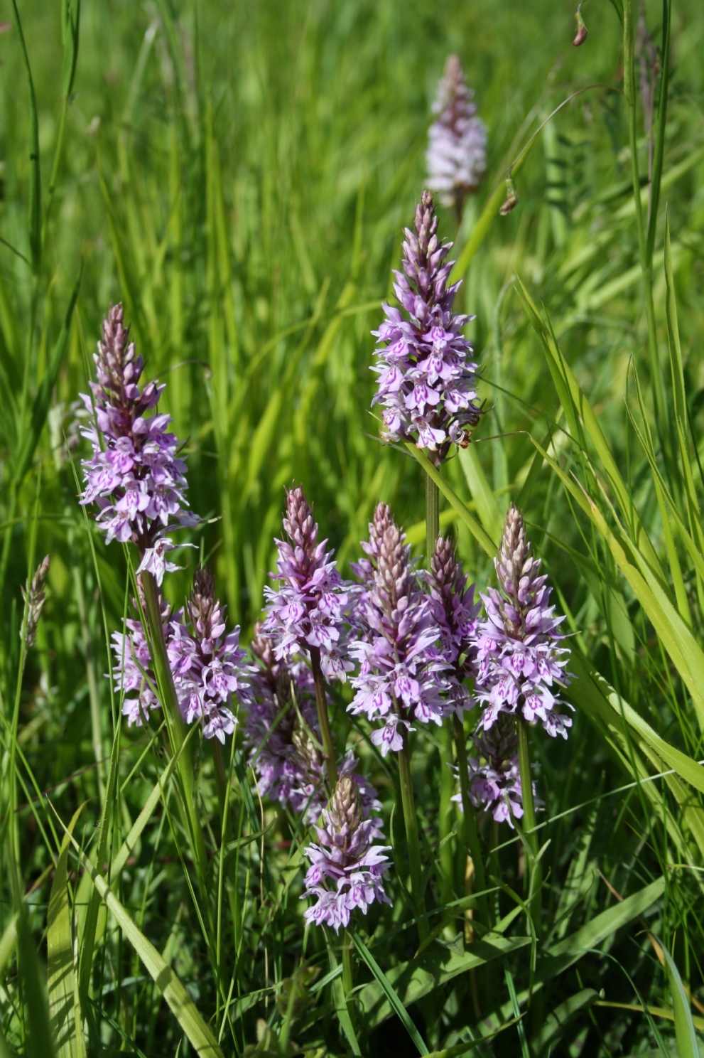 Filnore Woods Blog Common spotted orchid