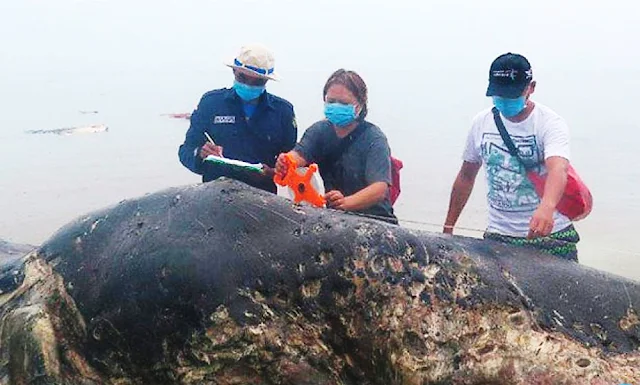 Hallan ballena muerta con más de 1.000 objetos de plástico en el estómago