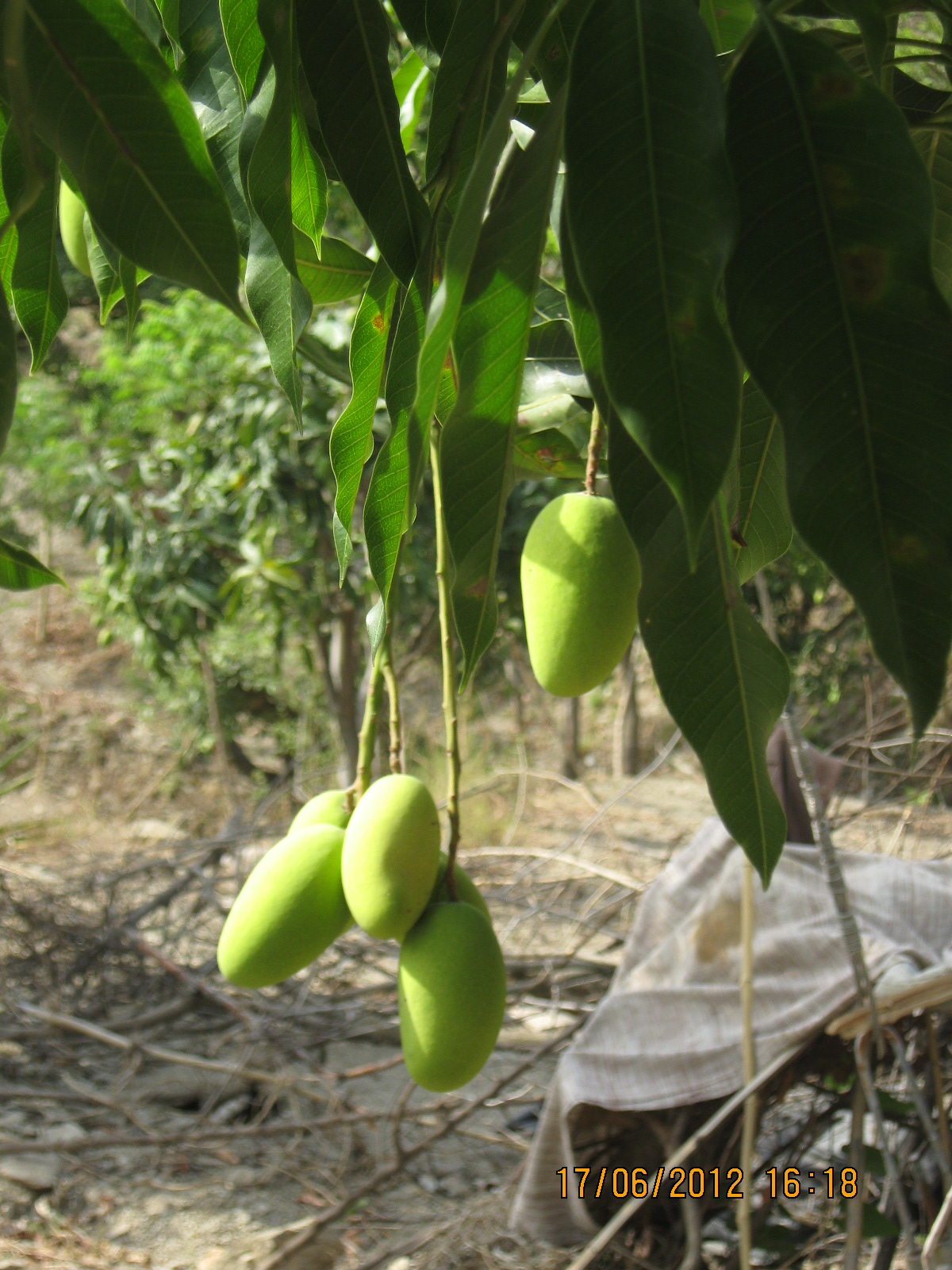Excerpts from Nature and Self Reliance Traditionally grown Mangifera