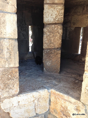 A black cat watches in the ramparts of Jerusalem