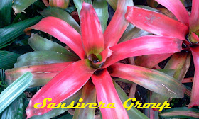 ANEKA BROMELIA BROMELIA-RED