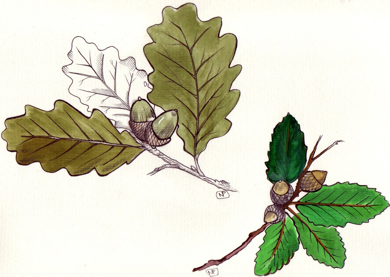 Nor Martin ilustracion: Dibujos sobre diferentes especies de 