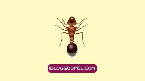 Meaning of Ants In Dream