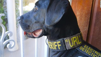 El perro Policía especializado en detectar pruebas sobre pornografía