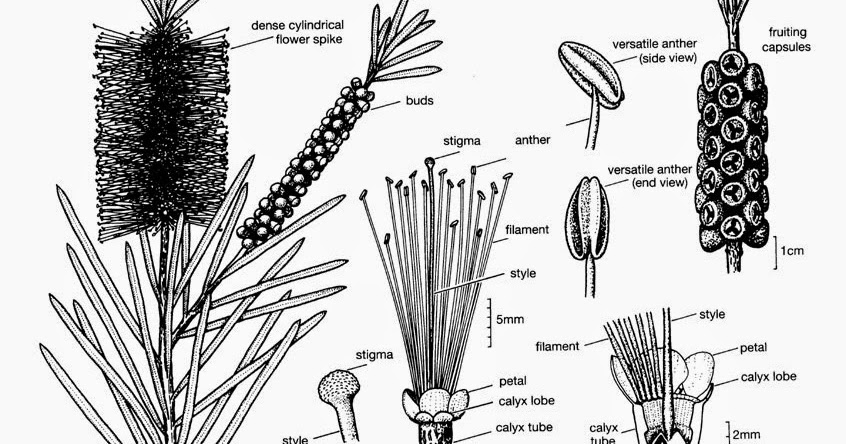Mirtáceas ~ PLANTUKIS ficus seed structure diagram 