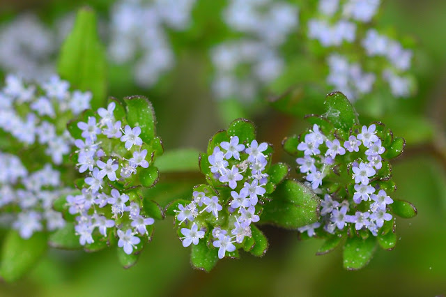 Valerianella carinata Valerianella carinata