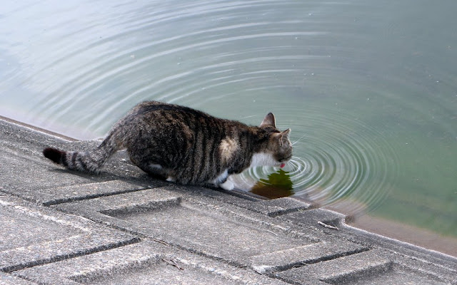 雄蛇ヶ池で水を飲む野良猫