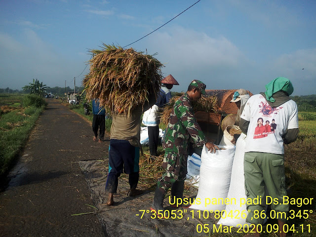 Sukseskan Swasembada Pangan, Babinsa Bantu Panen Padi