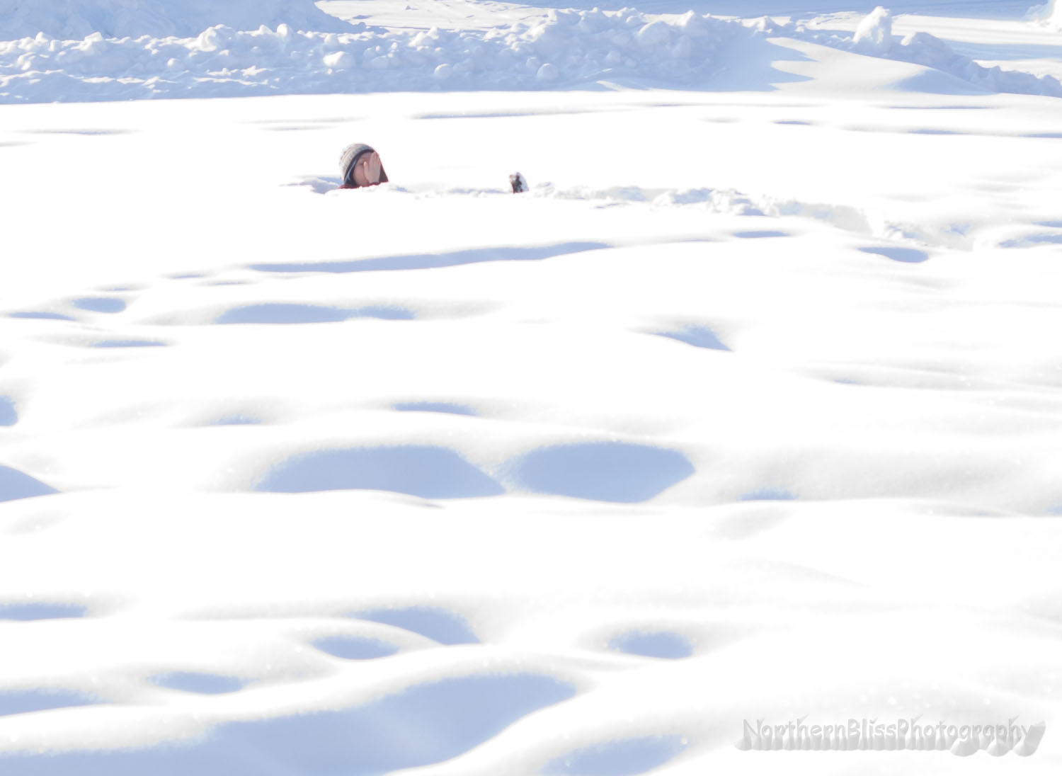 NorthernBlissPhotography: stuck in the snow